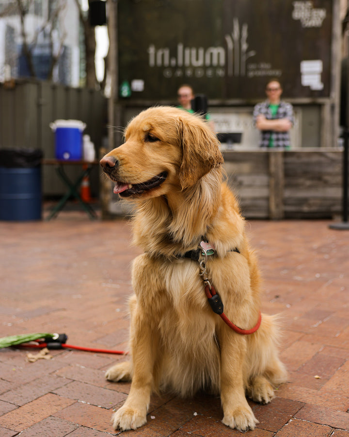 Golden retriever sitting in front of the bar at Trillium Greenway