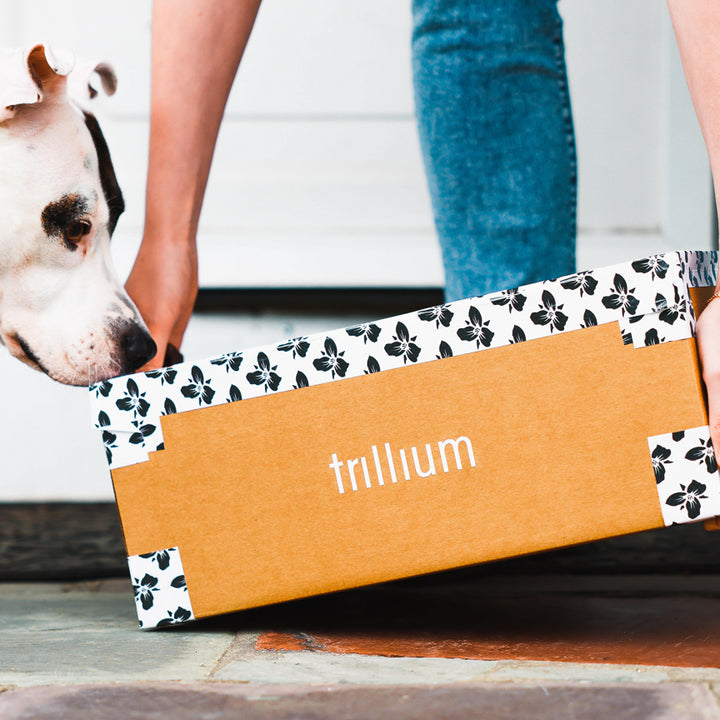 Black and white dog sniffing a Trillium beer delivery package